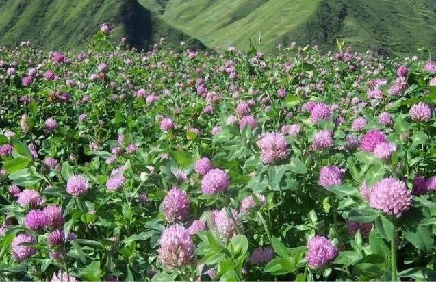 綠化草坪種類圖片，不同的草坪用途和功能都有所差別