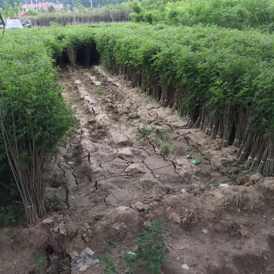 紫穗槐育苗產(chǎn)苗量高，繁育時(shí)間短，生長(zhǎng)速度快