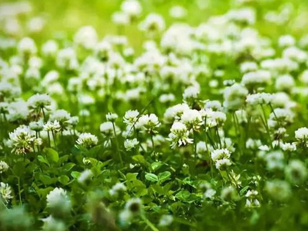 十種優(yōu)質(zhì)牧草及其栽培技術與方法