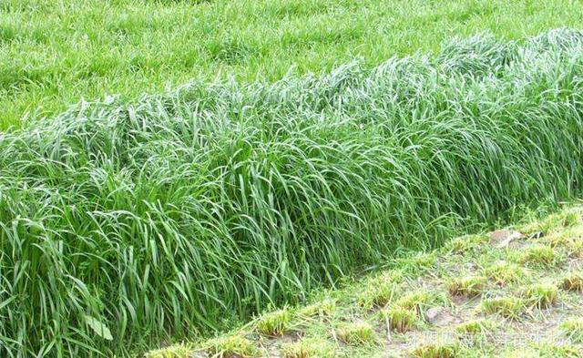 秋冬季節(jié)適合養(yǎng)殖種牧草嗎？種植什么牧草比較好？