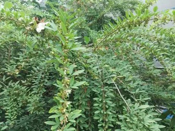 生態(tài)綠化種子有哪些，有什么需要注意的