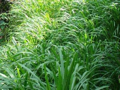 優(yōu)質的牧草——蘇丹草，怎么種植可以高產(chǎn)