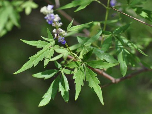 如何提高荊條的種植效益？有什么需要注意的？