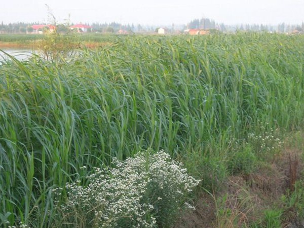 蘇丹草喂牛一畝可養(yǎng)幾頭牛，種植技術(shù)要點是什么
