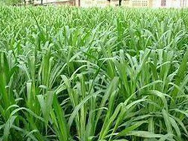 牧草要怎么種植比較好，有什么好的方法？