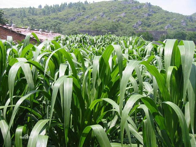 高丹草是優(yōu)質(zhì)的牧草，哪里有多年生的高丹草種子