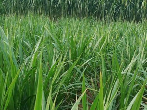 皇竹草種植經(jīng)濟(jì)效益有哪些？作用是什么？