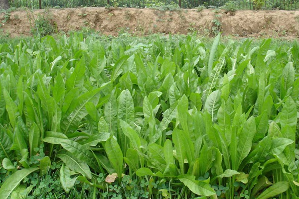 養(yǎng)豬用什么牧草種植比較好？