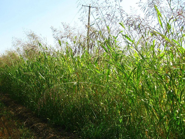 蘇丹草喂牛一畝可養(yǎng)幾頭牛，種植技術(shù)要點是什么