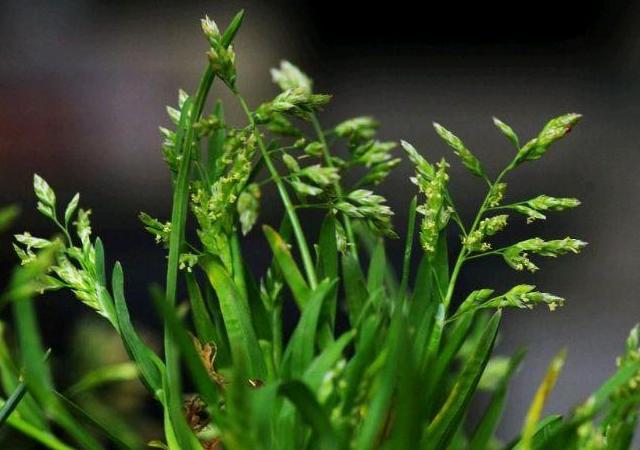 優(yōu)質(zhì)草坪草早熟禾的技術(shù)特點，種植養(yǎng)護(hù)有幾個要點