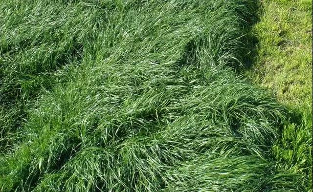 養(yǎng)牛最適合種植什么牧草比較好？種植方法是什么？