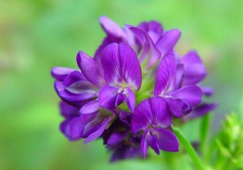 目前紫花苜蓿價(jià)格大概需要多少錢(qián)一噸？種植技術(shù)要點(diǎn)有哪些？