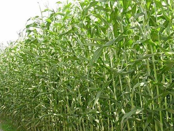甜高粱的種植技術(shù)，種植需要注意什么