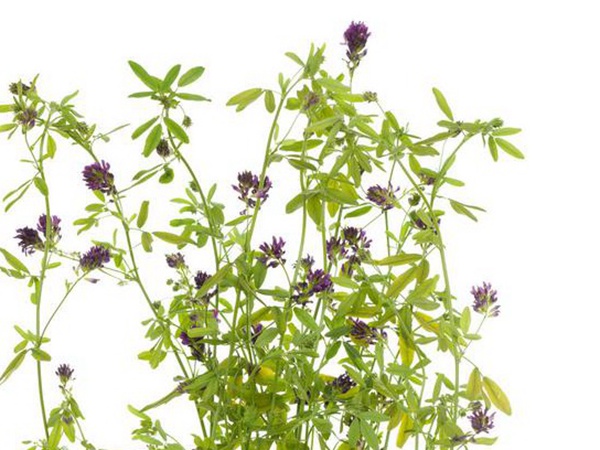 養(yǎng)羊如何選擇牧草？有什么需要注意的？