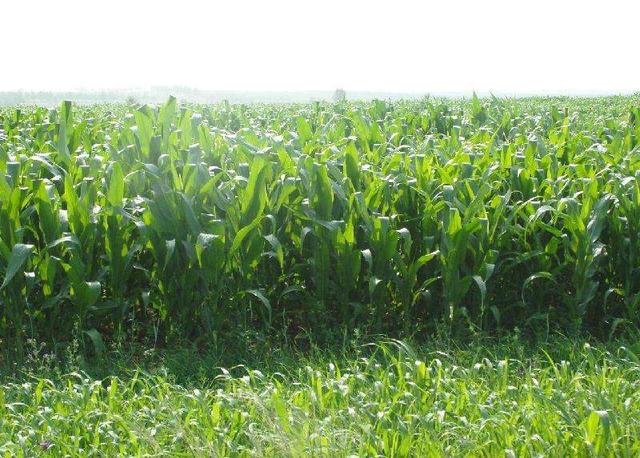 優(yōu)質(zhì)牧草——高丹草，種植高丹草種子如何高產(chǎn)？