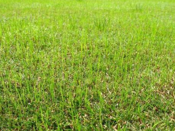 野牛草種植技術以及養(yǎng)護管理方法有哪些