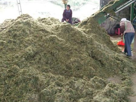 皇竹草可以養(yǎng)豬嗎？皇竹草牧草種子優(yōu)點(diǎn)有哪些？