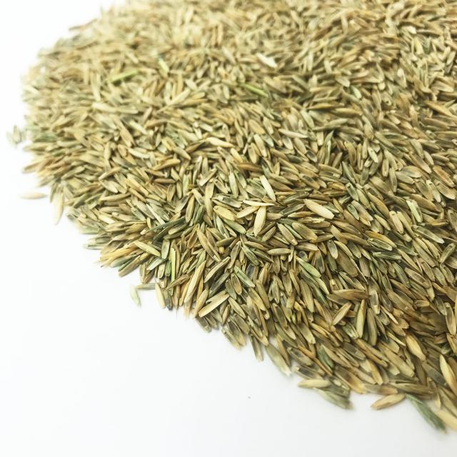 優(yōu)質(zhì)牧草種黑麥草，生長速度快，產(chǎn)量高，畜牧愛吃