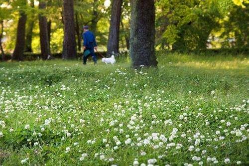 白三葉的種植技術(shù)，什么時候種植比較合適