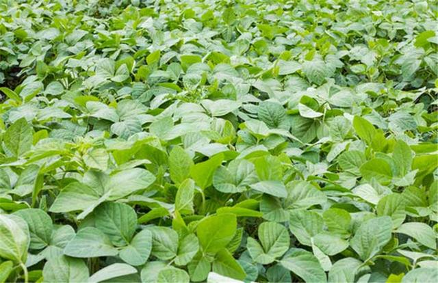 黑豆如何種植？種植方法是什么？有什么需要注意的？