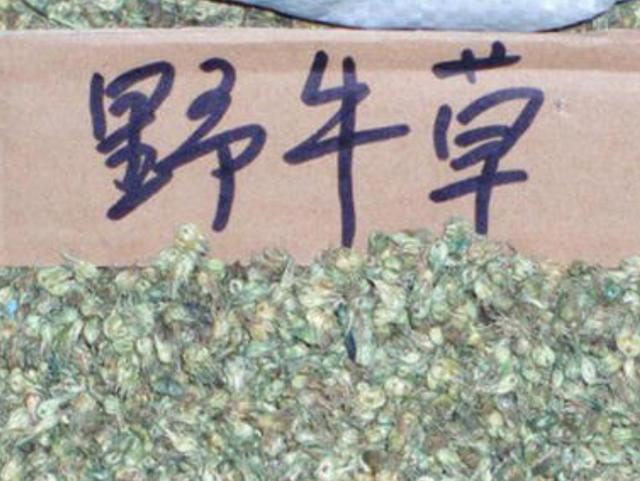 野牛草種植技術以及養(yǎng)護管理方法有哪些