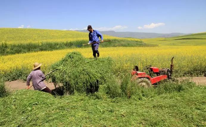 養(yǎng)牛最適合種植什么牧草比較好？種植方法是什么？