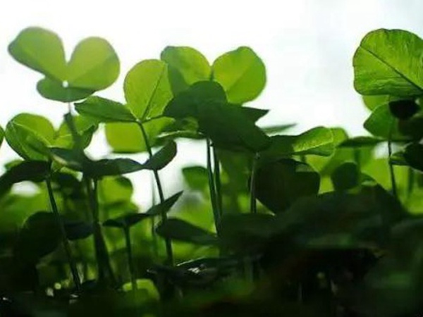 十種優(yōu)質(zhì)牧草及其栽培技術與方法