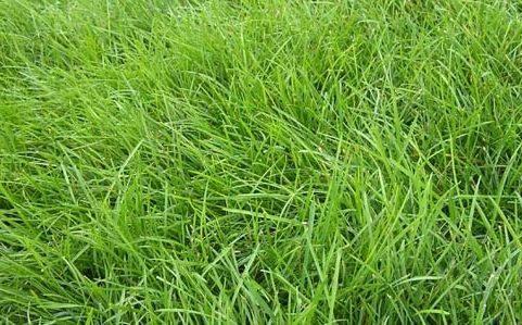 優(yōu)質(zhì)牧草種子紫羊茅優(yōu)點有哪些，還有哪些需要注意的