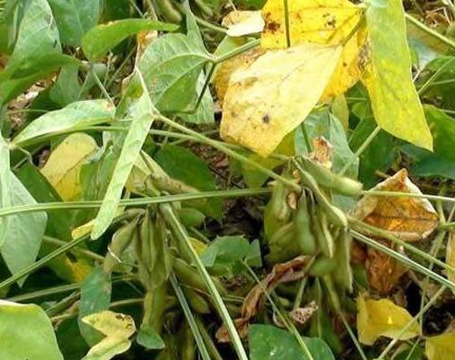 黑豆種植方法有哪些？什么時候播種比較合適？