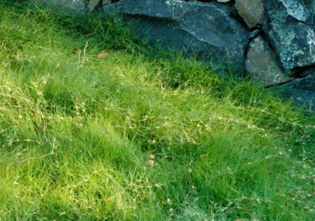 野牛草種植技術以及養(yǎng)護管理方法有哪些