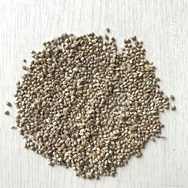 種植小米草的優(yōu)勢在哪里？養(yǎng)殖小龍蝦怎么樣？