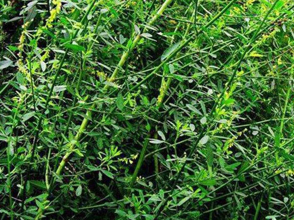 草木樨種子去哪里買比較好？育苗方法有哪些？