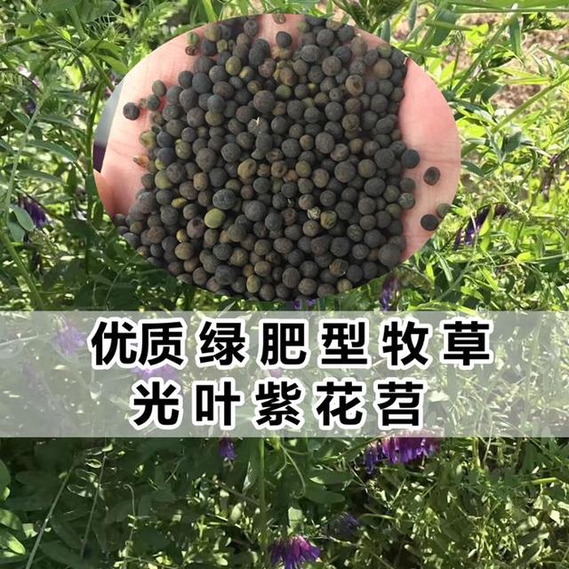 優(yōu)質(zhì)養(yǎng)蜂蜜源植物、牧草光葉紫花苕的種植技術(shù)