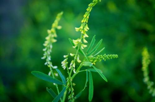 草木犀種植方法及特點(diǎn)介紹，什么時候種植比較好