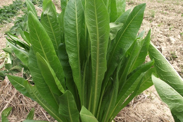 農(nóng)戶養(yǎng)鴨菊苣種子價(jià)格多少錢一斤，菊苣草播種時(shí)間