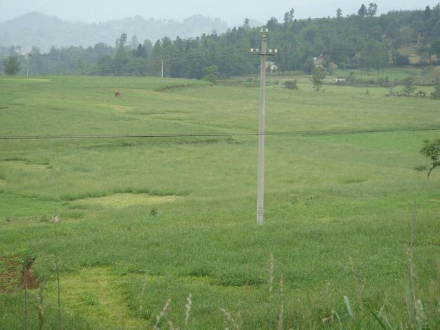 養(yǎng)牛、羊種植什么牧草好？種植如何利用？