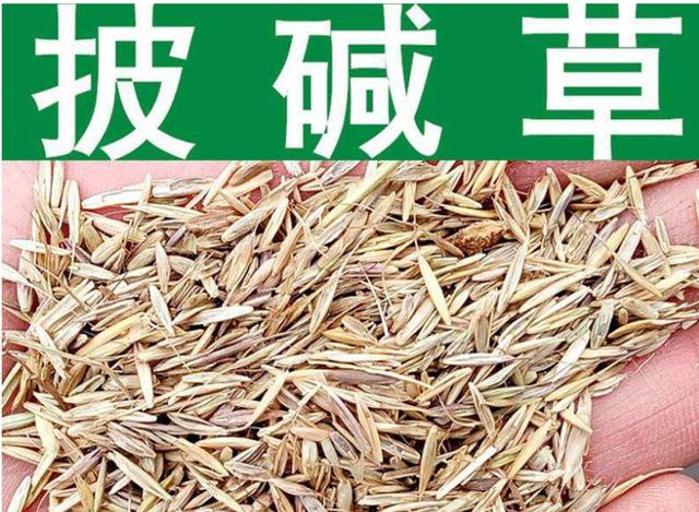 想要披堿草種子的發(fā)芽率高，有什么好的方法？