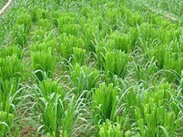 牧草要怎么種植比較好，有什么好的方法？