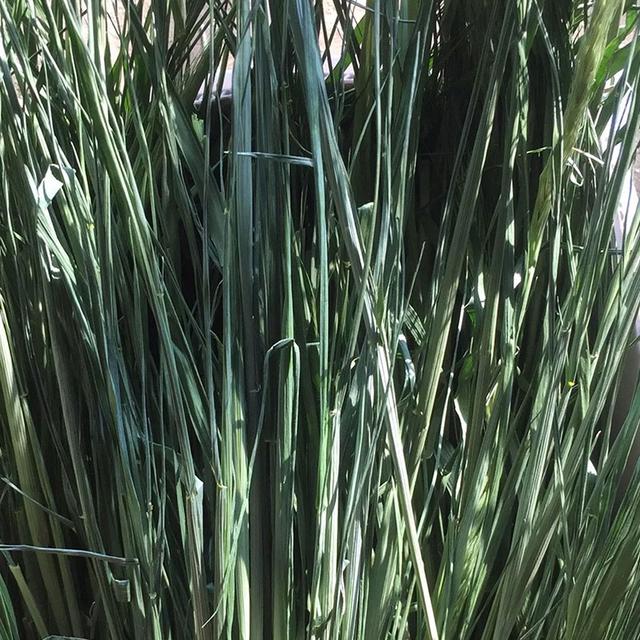 優(yōu)質(zhì)牧草種黑麥草，生長速度快，產(chǎn)量高，畜牧愛吃