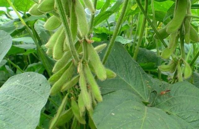 黑豆種植方法有哪些？什么時候播種比較合適？