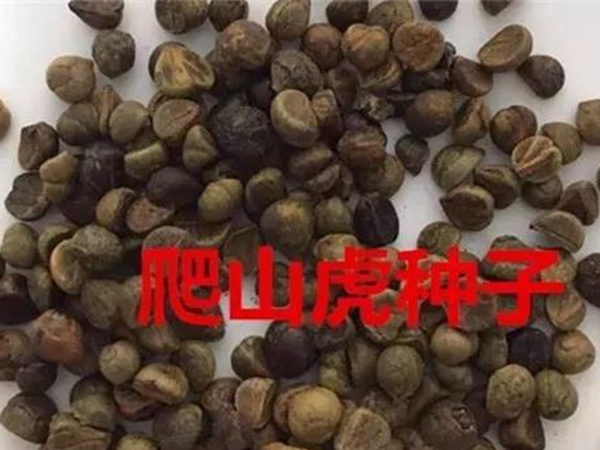 「爬山虎」的種植方法，有什么種植要求？