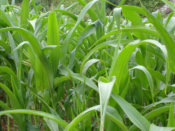 哪些牧草種子養(yǎng)驢比較好？種植率比較高？