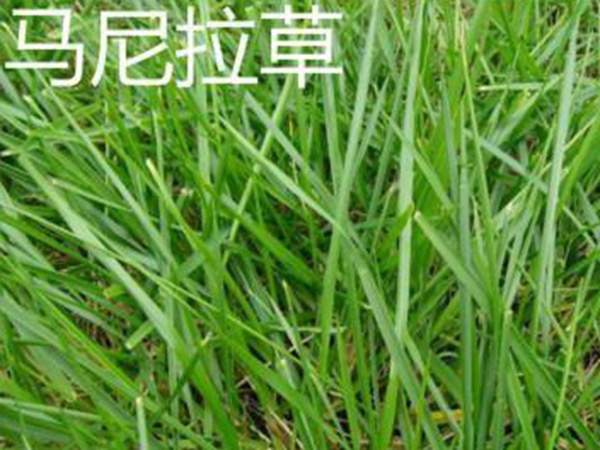 草坪常見品種——你知道的有幾種？