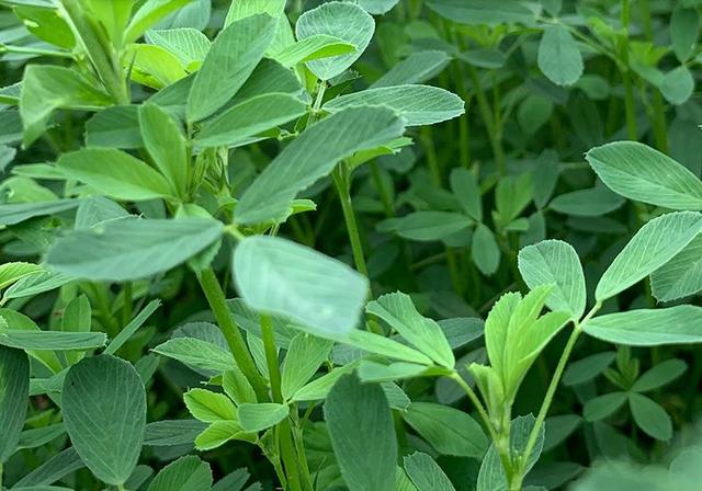 苜蓿畝產(chǎn)干草多少噸