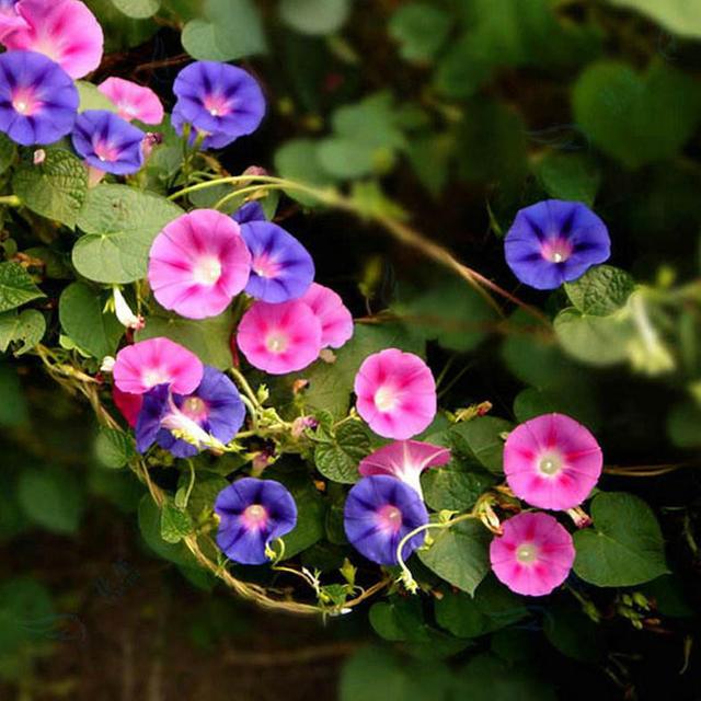 這些易養(yǎng)耐熱的草花品種，讓你的夏季花園更出彩！