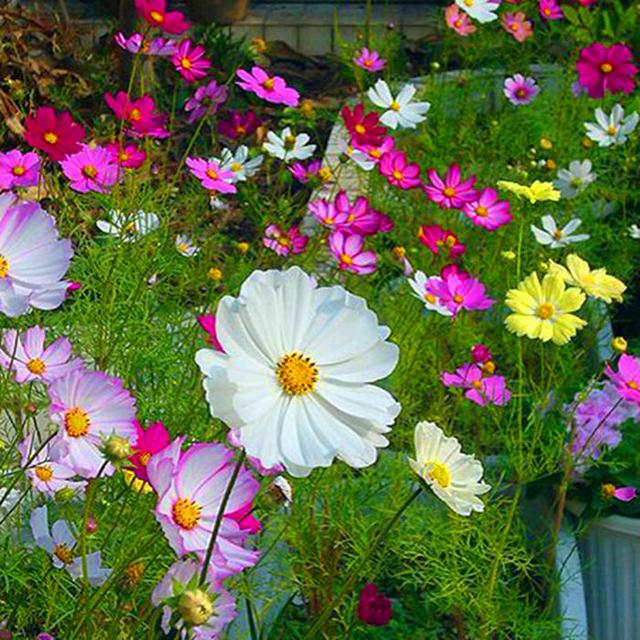 這些易養(yǎng)耐熱的草花品種，讓你的夏季花園更出彩！