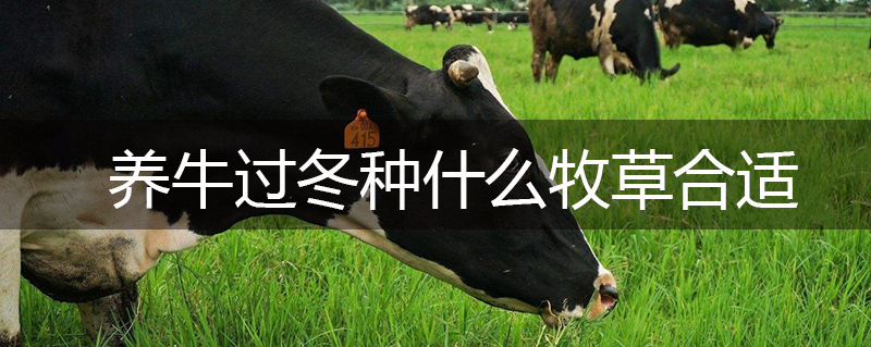 養(yǎng)牛過(guò)冬種什么牧草合適