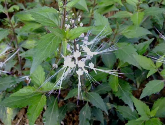 1628059392357477.jpg image.jpg