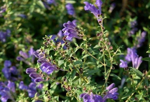 1628059447819237.jpg image.jpg