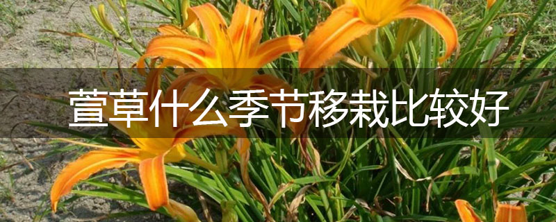 萱草什么季節(jié)移栽比較好